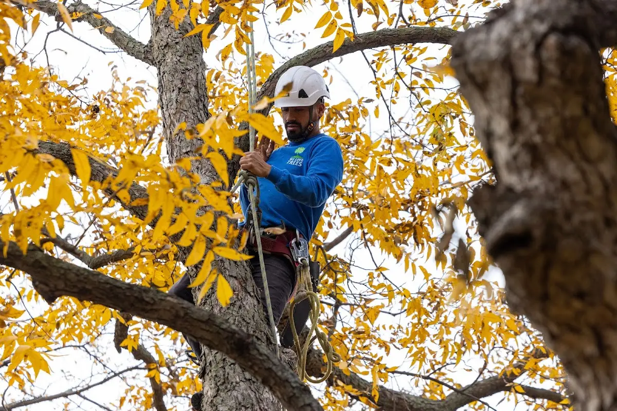 Skilled Tree Planting crew working in Albany